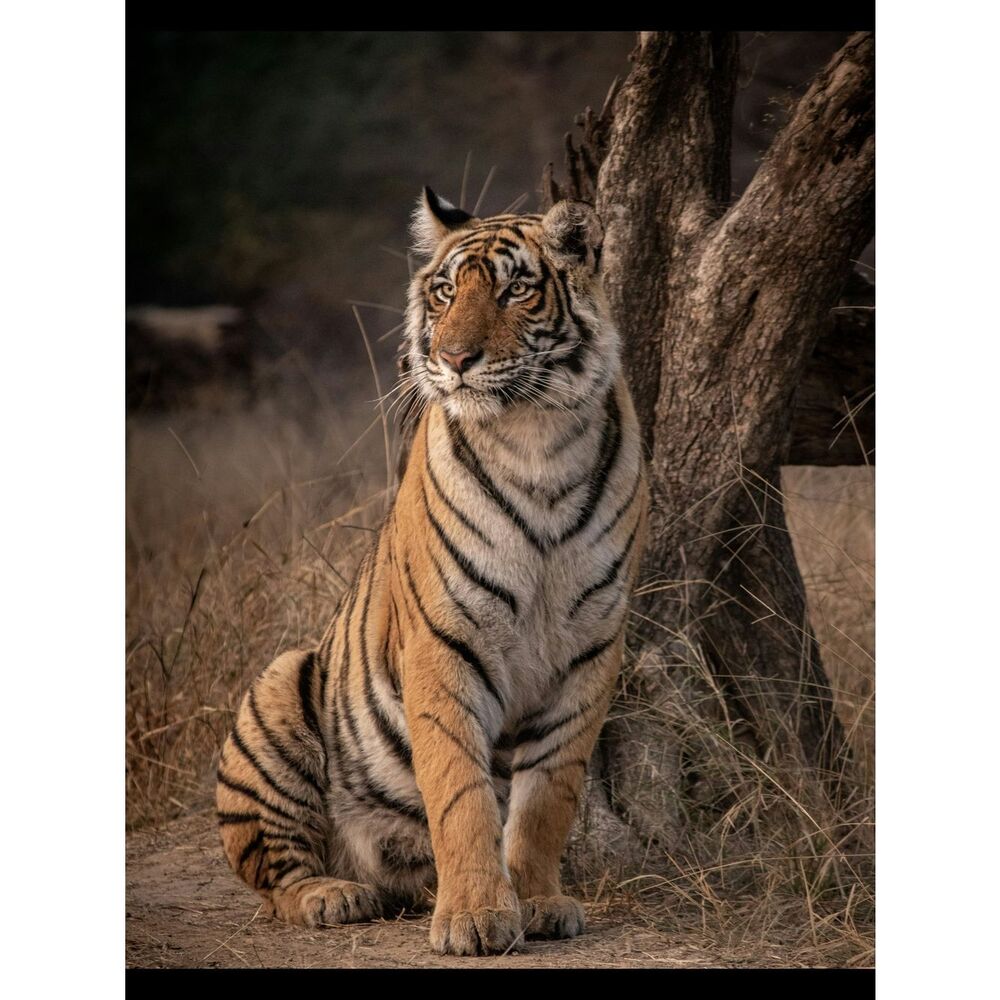 Custom Fridge Magnet Tiger Wildlife Home Kitchen Decor
